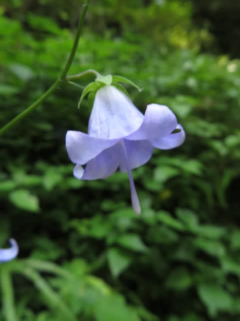 薄紫の釣鐘型の花が可憐なソバナ 高尾の花 47 野の花 庭の花