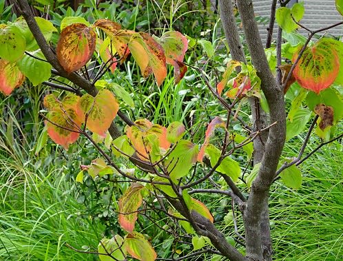 庭の紅黄葉16 1 ヤマボウシ1 サトミと源平 Koba の庭 春夏秋冬