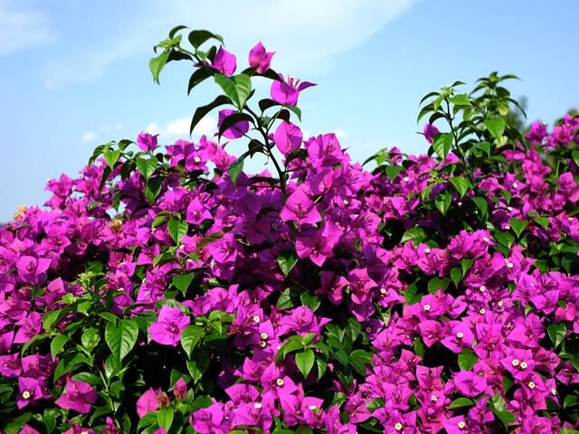 フィリピンの国花 サンパギータといろいろなブーゲンビリア 後藤和弘のブログ フィリピンの国花 サンパギータといろいろなブーゲンビリア 後藤和弘のブログ