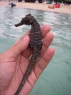 タツノオトシゴ 沖縄 タイサラ日記