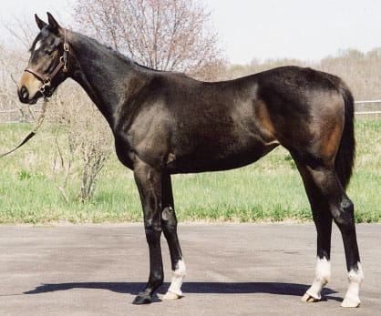 セール注目馬 のブログ記事一覧 る印競馬