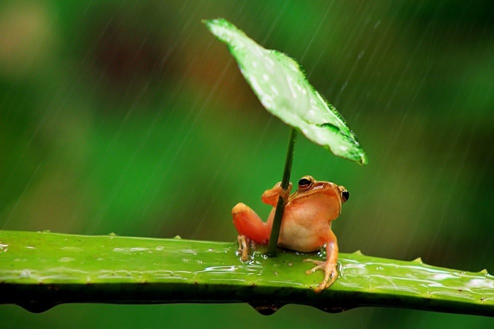 カエルが葉っぱを傘がわりに 世界のいぢわるな猫