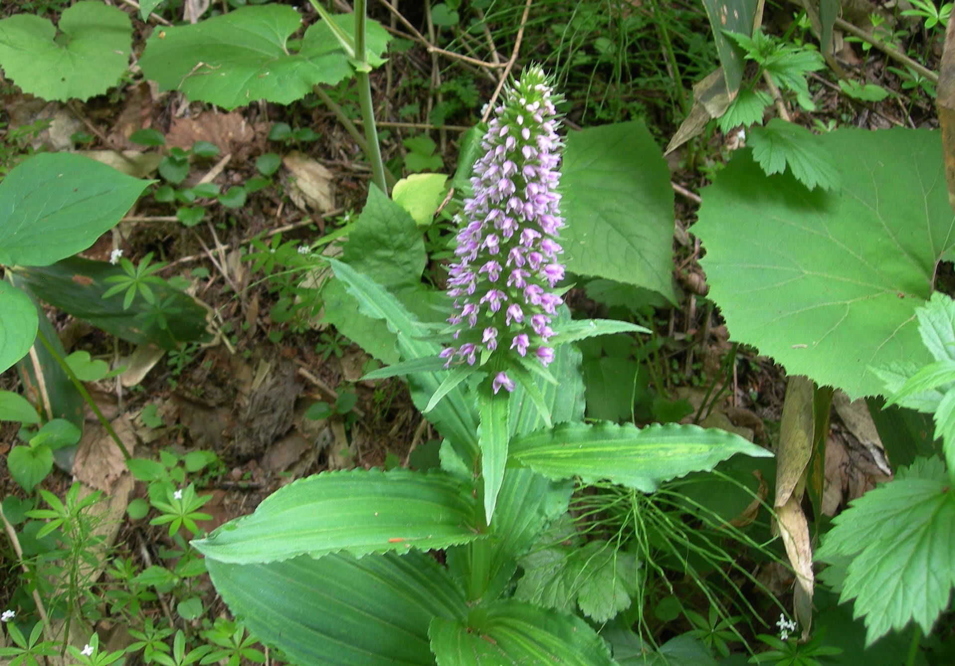 奥手稲山山麓の花ノビネチドリ1 井伊影男の植物観察 奥手稲山山麓の花ノビネチドリ1 井伊影男の植物観察