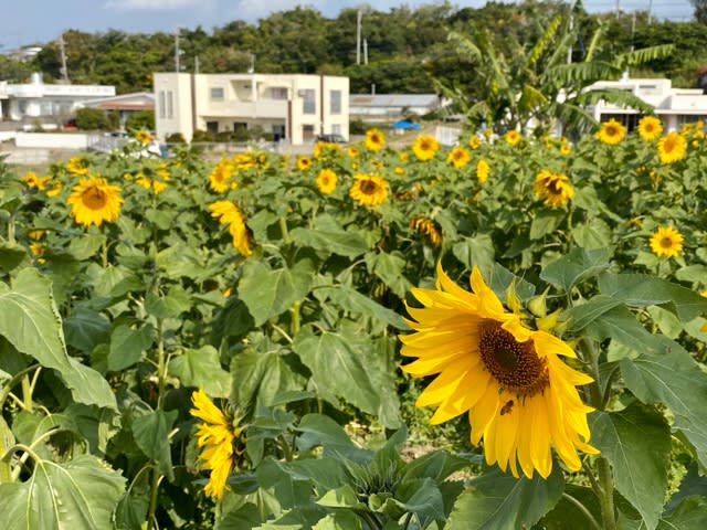 真冬のひまわり 奥様は海外添乗員 ただ今休業中