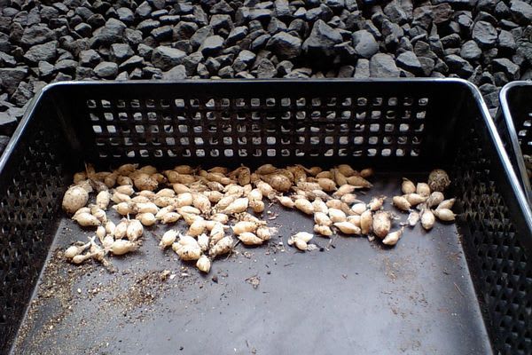 球根の掘り上げ はなにらさんの日記 球根の掘り上げ はなにらさんの日記