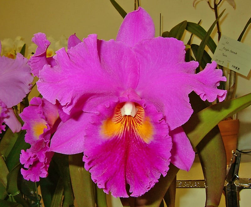 ○Rlc. Memoria Crispin Rosales'Princess Michiko' - カトログ ○Rlc. Memoria Crispin Rosales'Princess Michiko' - カトログ