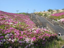湘南国際村のつつじ