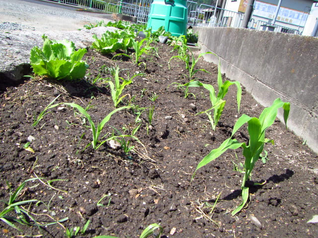 トウモロコシ 1 追肥と土寄せ 2 タネまき 大好き 野菜の時間