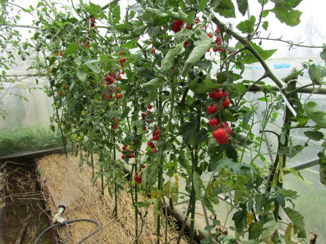 7月15日 ハウス栽培トマトのお世話 ビギナーの家庭菜園