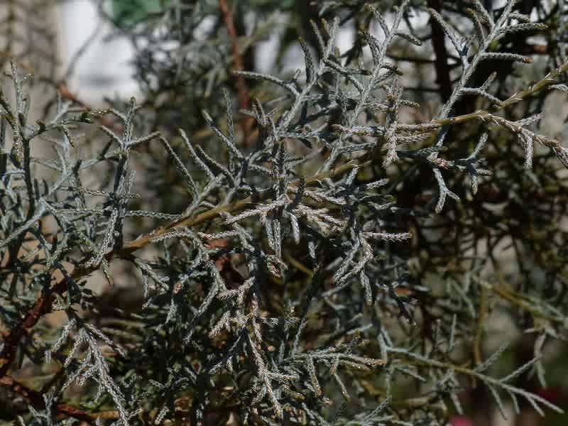 アリゾナイトスギ ブルーアイス Hayashi No Ko