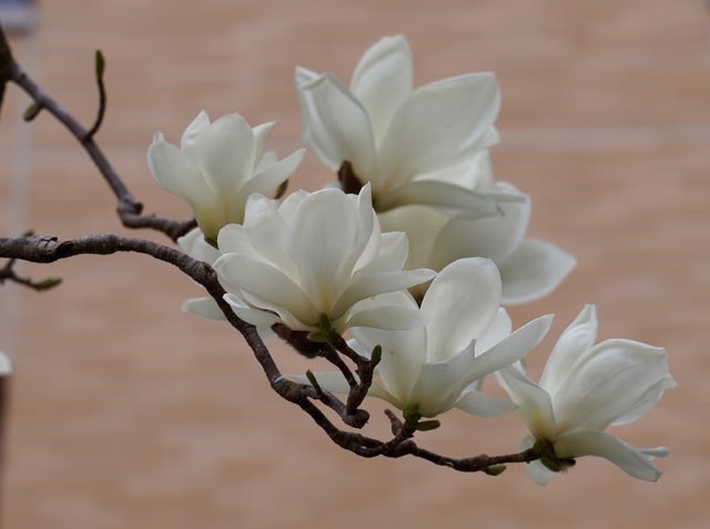 妻の作った 白木蓮 陶芸 マグノリア 1番好きな花 - その他