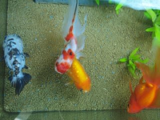 Cm水槽にものもーす 金魚スパート