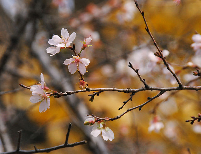 フユザクラ（冬桜）別名コバザクラ（小葉桜）の花 - アルママの 