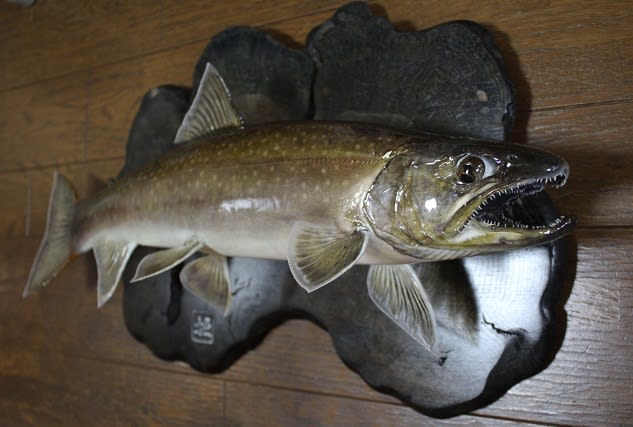 2021年春の 蝦夷岩魚 剥製 魚 オオイワナ 雄、♂約80㎝ その他