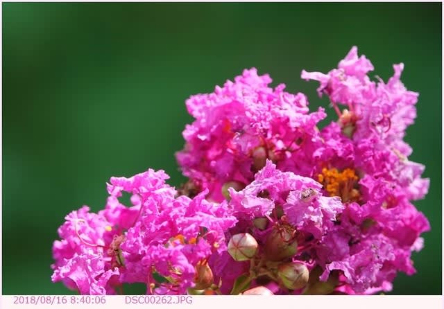 サルスベリ 百日紅 紫色の花 都内散歩 散歩と写真