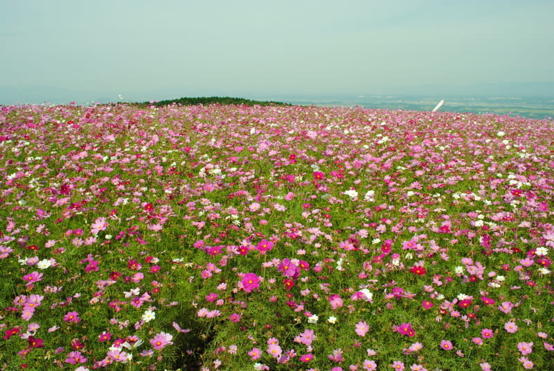 Dsc_0038 Dsc_0038