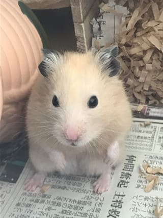 ちんめにゅ~? ちんめにゅ~?