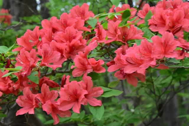 ヤマツツジとクサタチバナ 散歩 Shuの花日記