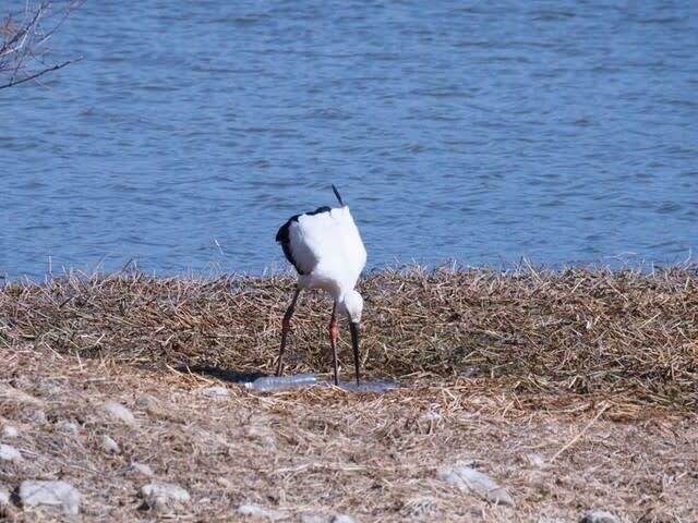 昆陽池公園のコウノトリ