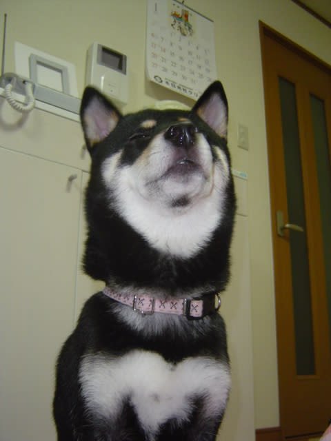 ほら、ちょっと見下ろし気味の目してるでしょ