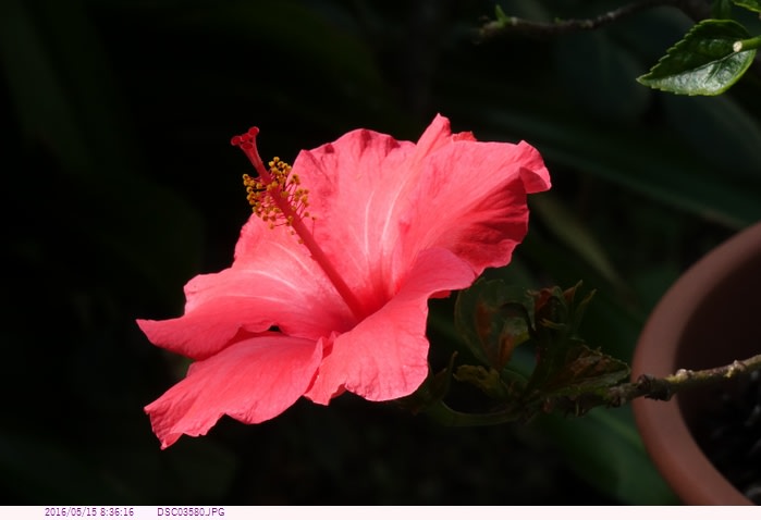 ハイビスカス 赤色の一重咲 庭の花 都内散歩 散歩と写真