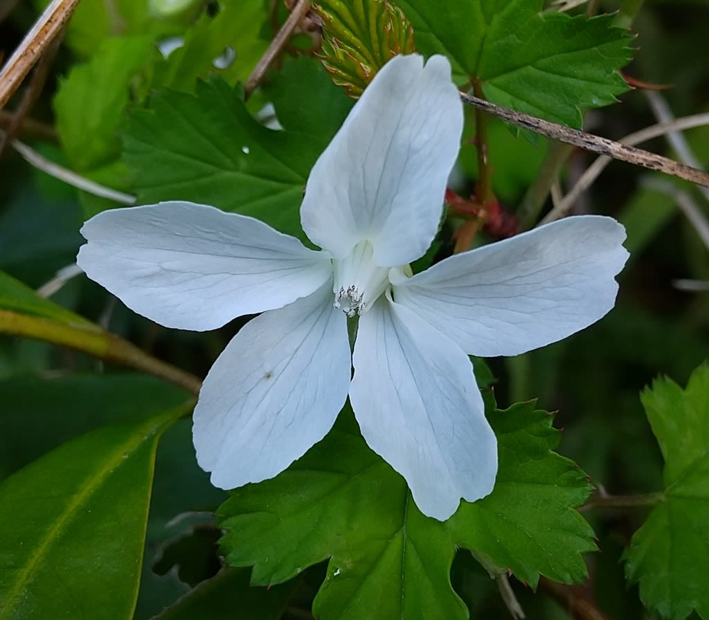 コガネイチゴ 花の名前