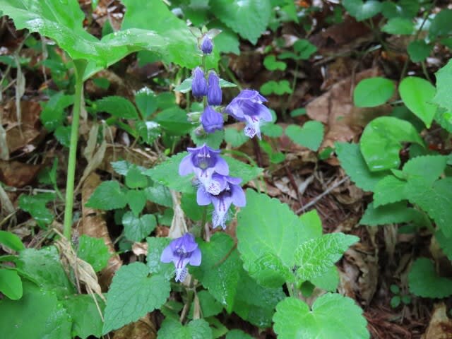 高ボッチ高原・鉢伏山で最近咲いている花　ラショウモンカズラ（羅生門葛）