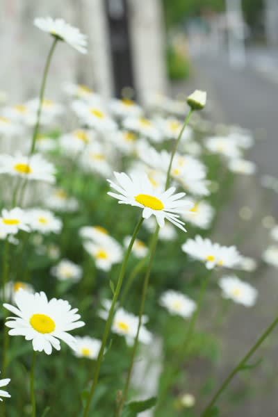 フランスギク 寒さに強く道端で力強く咲くキク科の花は5月27日の誕生花 Aiグッチ のつぶやき