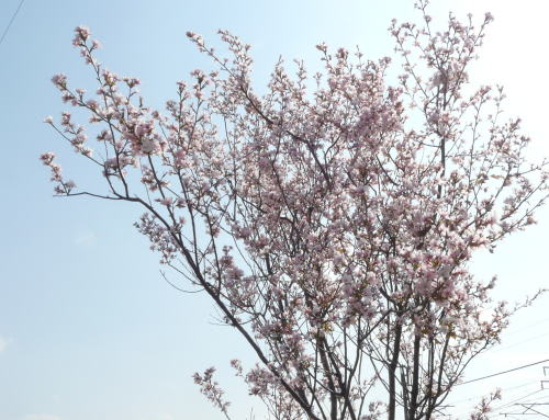 カタオカザクラ（片丘桜） - ｍｔ７７のｂｌｏｇ