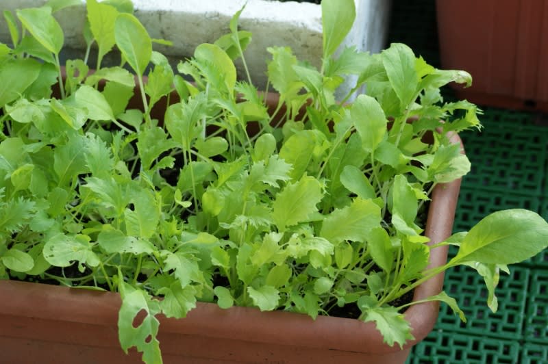 ベランダ菜園の作物 ７ サラダ菜 小さな庭とベランダ菜園の楽しみ I Enjoy Gardening And Growing Vegetables