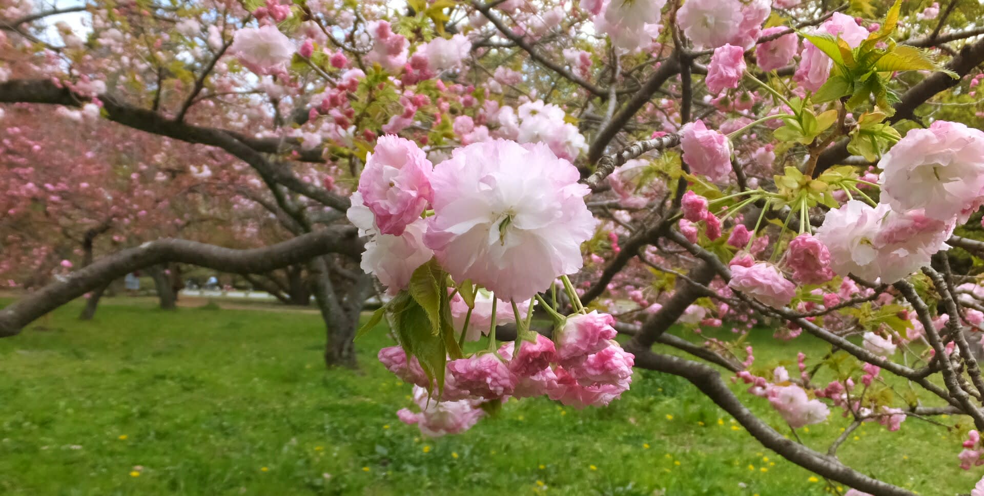 京都御苑の里桜と紅しだれ桜 京都で定年後生活