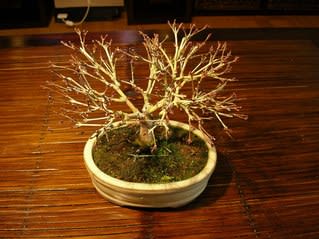 もみじ盆栽の品種 レバサシメモ