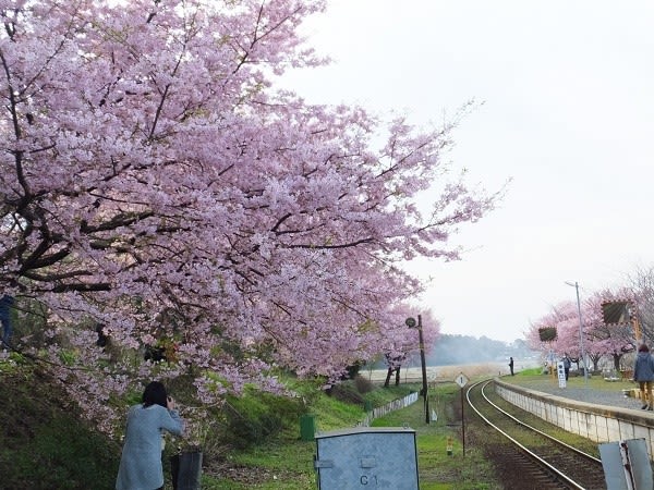 ひたちなか海浜鉄道 中根駅の大漁桜が満開 3 13 ウリパパの日記