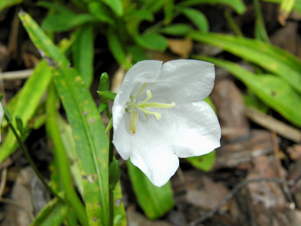 白い カンパニュラ ペルシチフォリア ジージのドイツ花便り