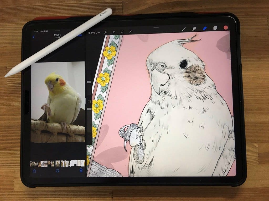 インコ鉛筆画 インコ絵 鳥絵 とその他 のブログ記事一覧 鳥道楽 ネケネケ