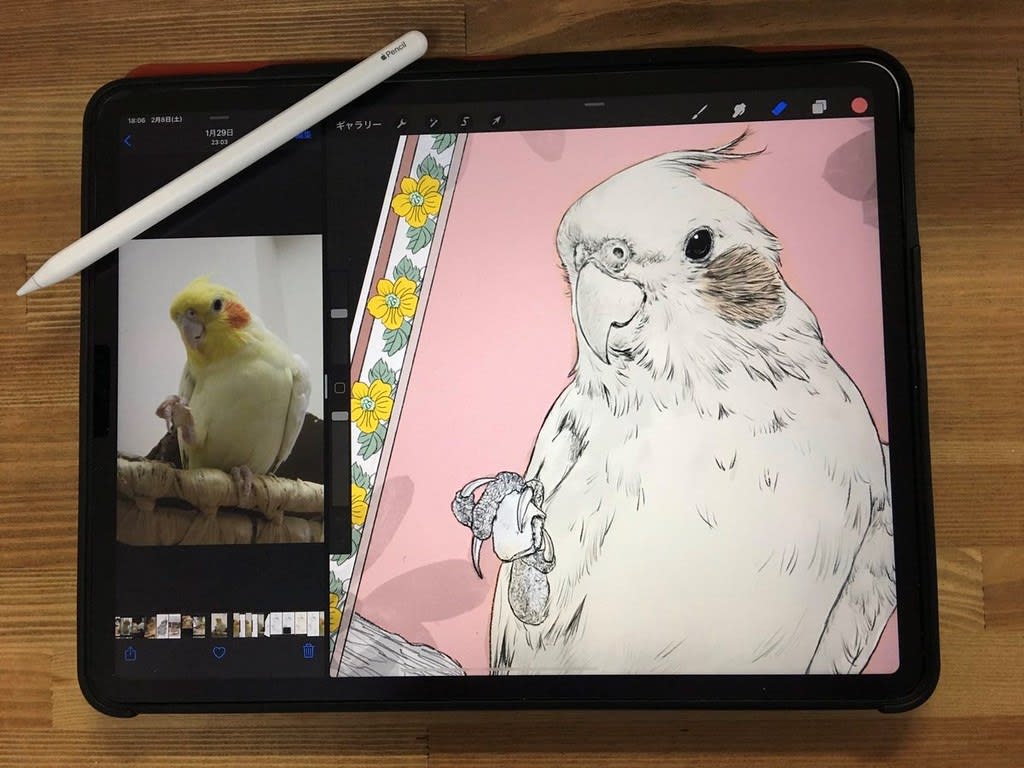 Ipad Proでケンケンを描いてみた 音浴び するケンケン 鳥道楽 ネケネケ