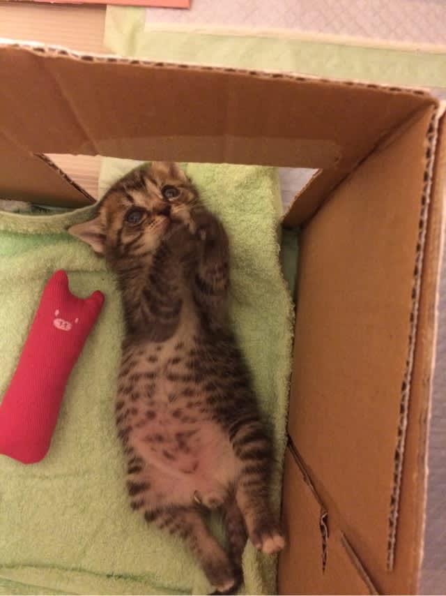 おちりくちゃい 食べたり眠ったり 2 Nyan