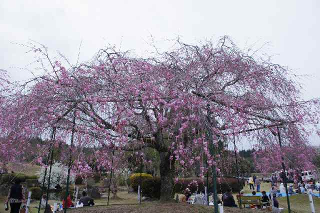 丸岡公園の桜 鹿児島の自然と食