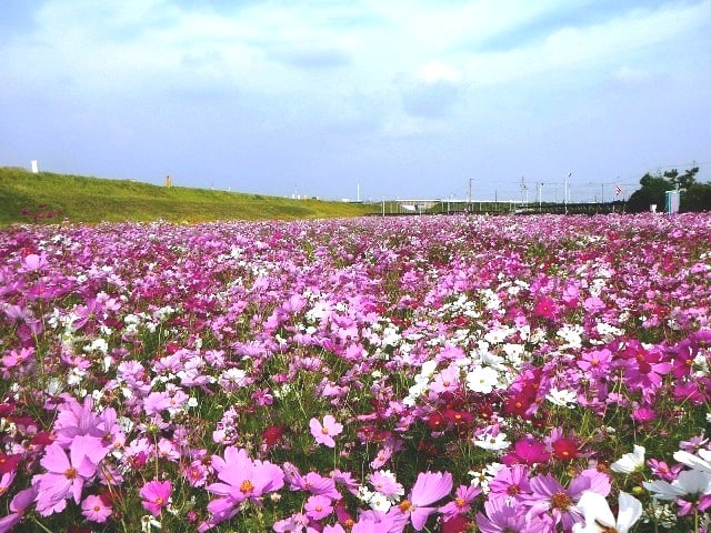 再・コスモスの画像