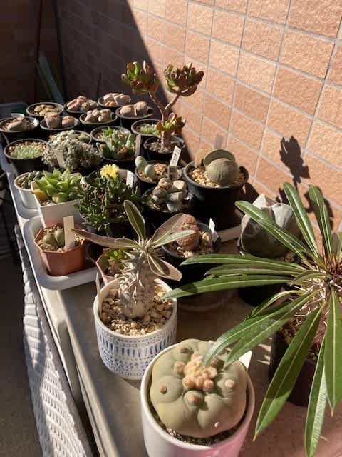 冬の多肉ども 鴨が行く Ver Blog 冬の多肉ども 鴨が行く Ver Blog