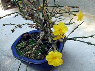 三度目の花 姫黄梅 ぶらぶら人生