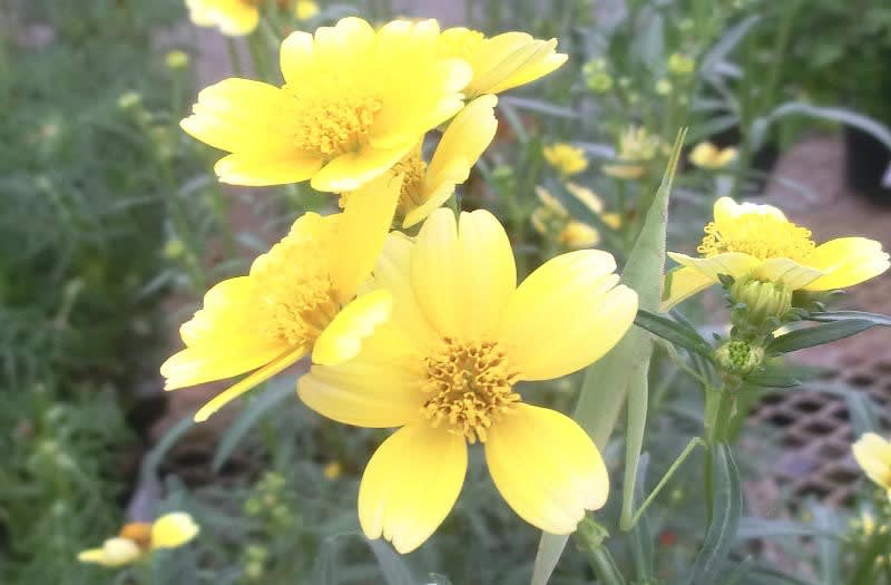 ウインターコスモス ゴールドラッシュの花は ブーケ