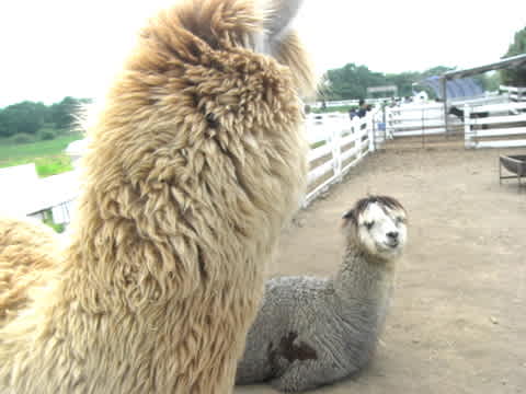 那須アルパカ牧場 アルパカと遊ぼう Tamaっち 那須アルパカ牧場 アルパカと遊ぼう Tamaっち