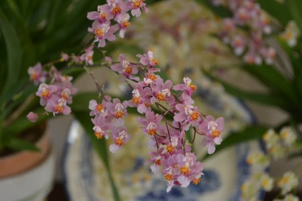 可愛いピンクの妖精たち ミニ洋ラン Haruの庭の花日記 Haru S Garden Diary