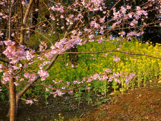 最後に立ち寄った道の駅には河津桜と菜の花が咲いていた