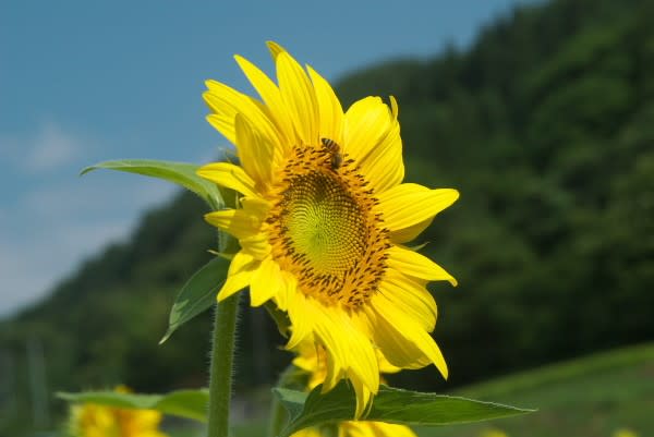 ヒマワリ 真夏に咲く地上の太陽は8月15日の誕生花 Aiグッチ のつぶやき