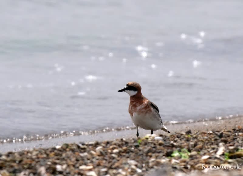 チドリの仲間 のブログ記事一覧 気楽にとり 鳥 撮り 歩き