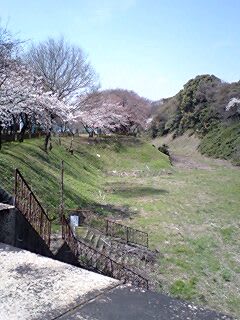 名古屋城外堀通りの桜 おのくま 尾道とテディベア