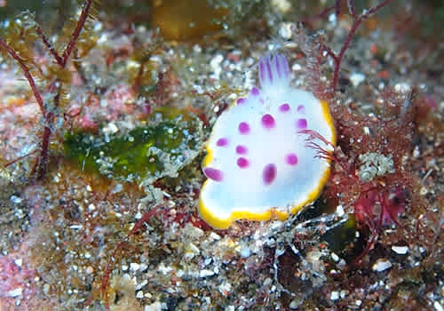 68 クリヤイロウミウシ ウミウシ100 目指せウ チからの卒業 68 クリヤイロウミウシ ウミウシ100 目指せウ チからの卒業