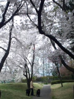 雪窓公園の垂れ桜
